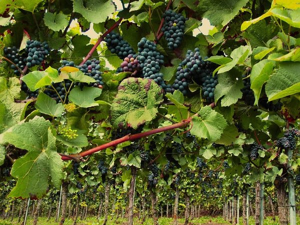 Les Secrets des Plus Belles Régions Viticoles de France : Voyage au Cœur des Terroirs